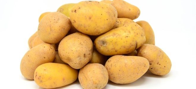 Картофель – польза и вред, полезные вещества, заболевания