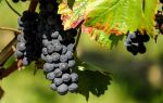 Чем полезен и чем вреден виноград для кишечника? – описание, противопоказания