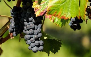 How are grapes good and bad for the intestines? – description, contraindications 