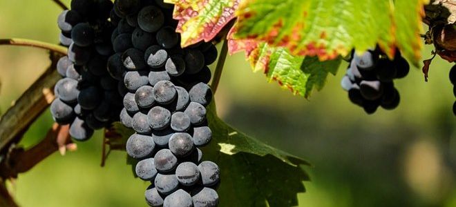 How are grapes good and bad for the intestines? – description, contraindications 
