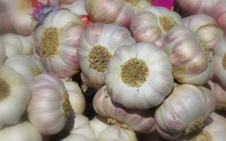 Garlic - useful substances, treatment, recipes