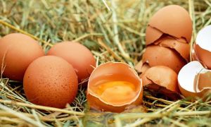 Как куриное яйцо поможет сбросить лишний вес?