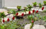 How is barberry beneficial and harmful for the intestines?