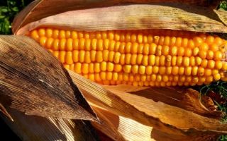 Кукуруза – полезные свойства, кукурузное масло, заболевания
