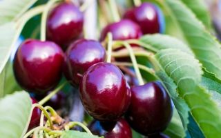 How are cherries beneficial and harmful for the intestines?