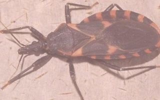 Chagas disease: trypanosome, symptoms, treatment, diagnosis