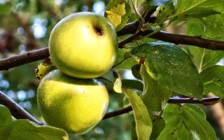 Яблоки домашние – полезные свойства, заболевания, противопоказания