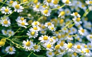 Chamomile - health benefits and harm, composition, diseases, methods of use