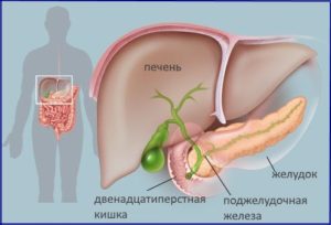 Двенадцатиперстная кишка: расположение и анатомия органа, сохранение гомеостаза организма и меры профилактики, возможные заболевания
