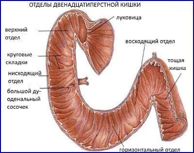 Duodenum, sections