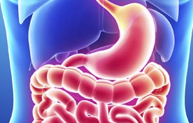 duodenum and stomach