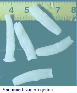 bovine tapeworm segments