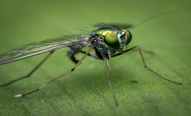 Flies that carry roundworms