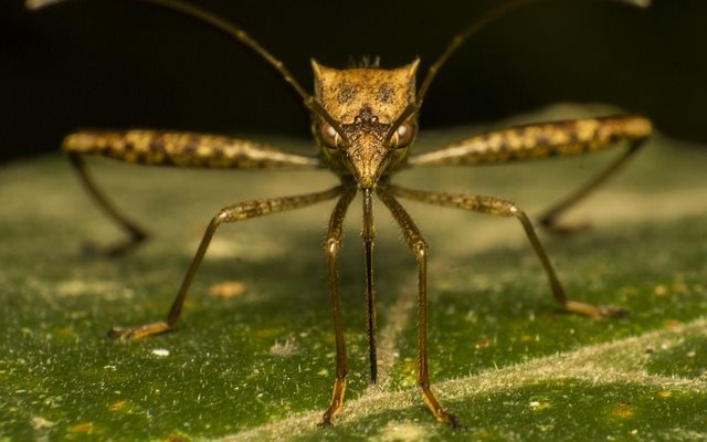 Как определить малярийного комара