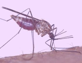 Малярийный комар как вылечить